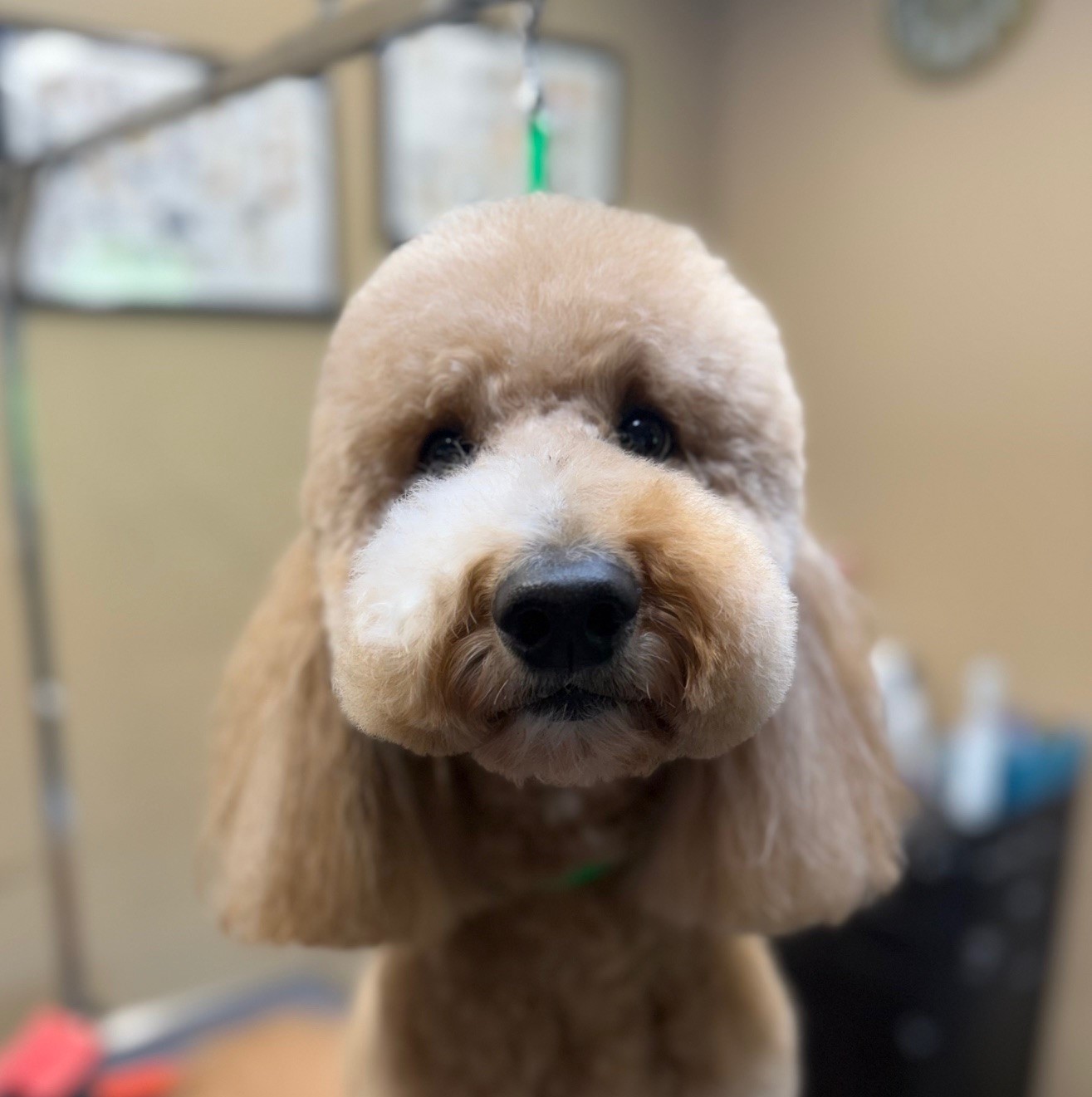 Bella, a cute dog at Hairy Hugo’s Grooming