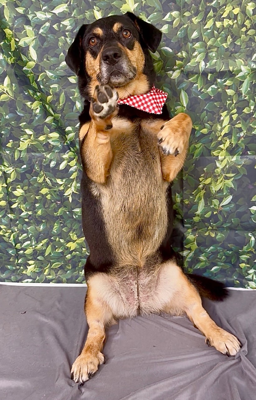 A dog after a de-shed grooming service