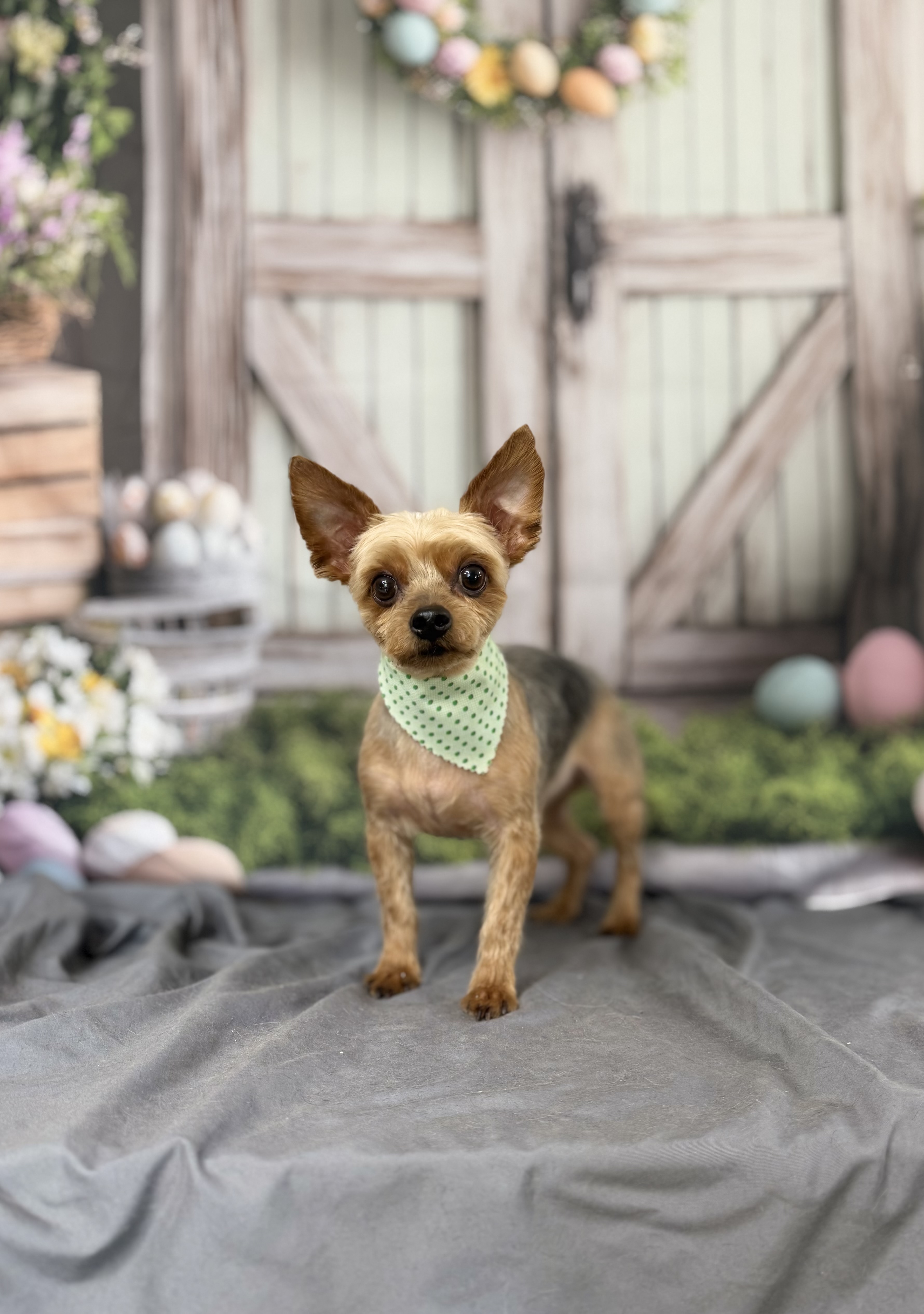 Easter Beast after a grooming appointment
