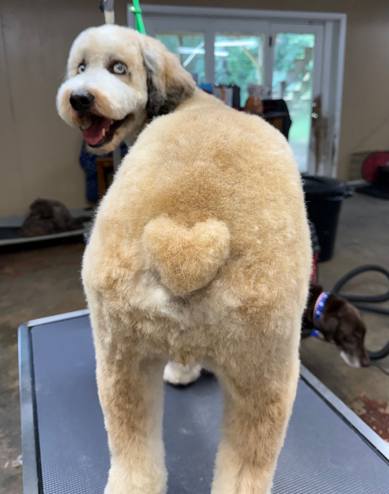 Heartbutt, a happy grooming client