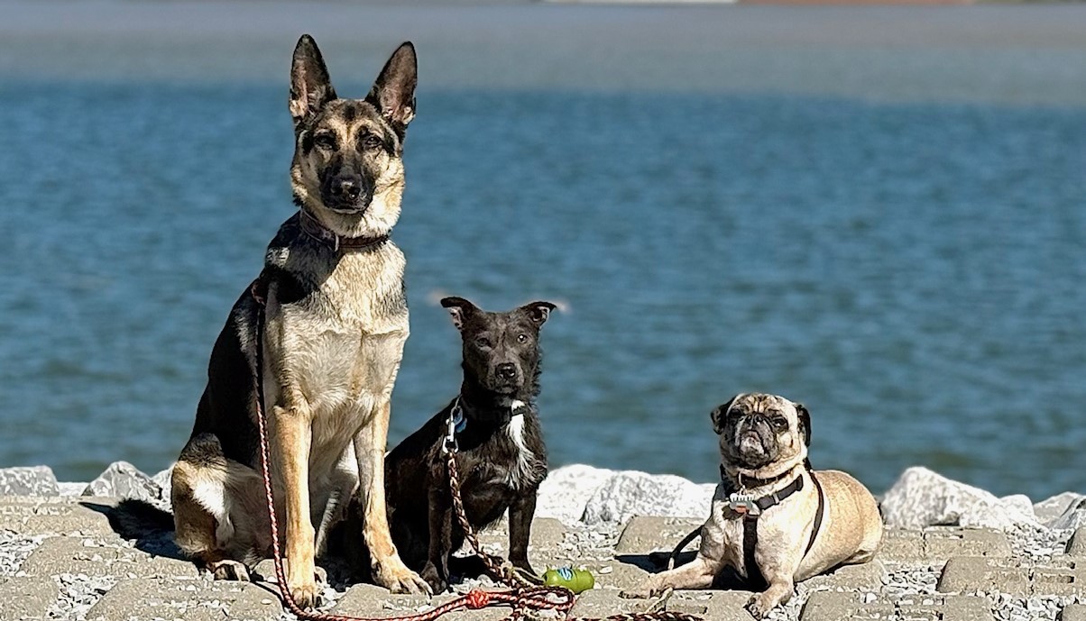 All three of Kami’s dogs together