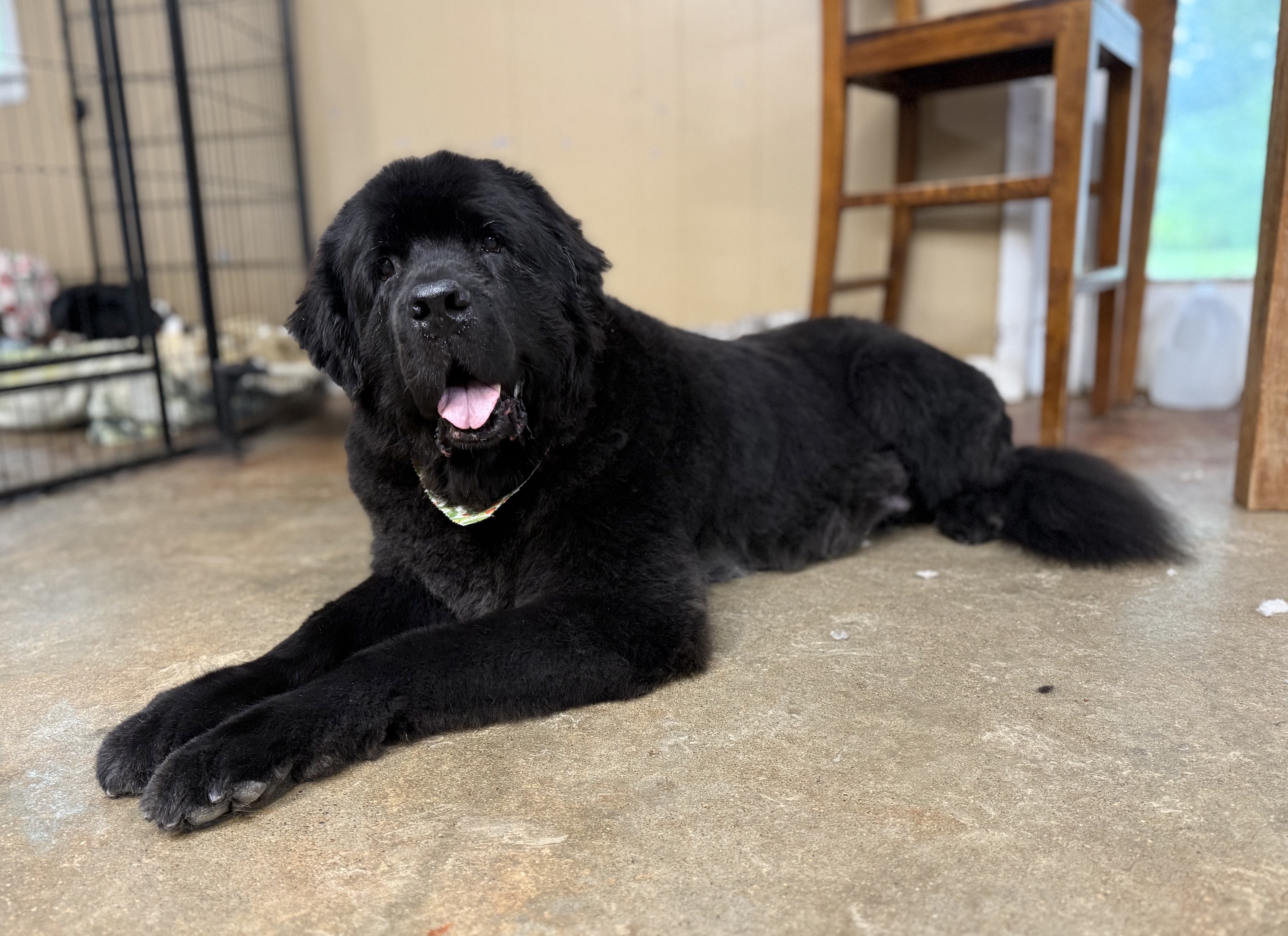 A Newfoundland after grooming