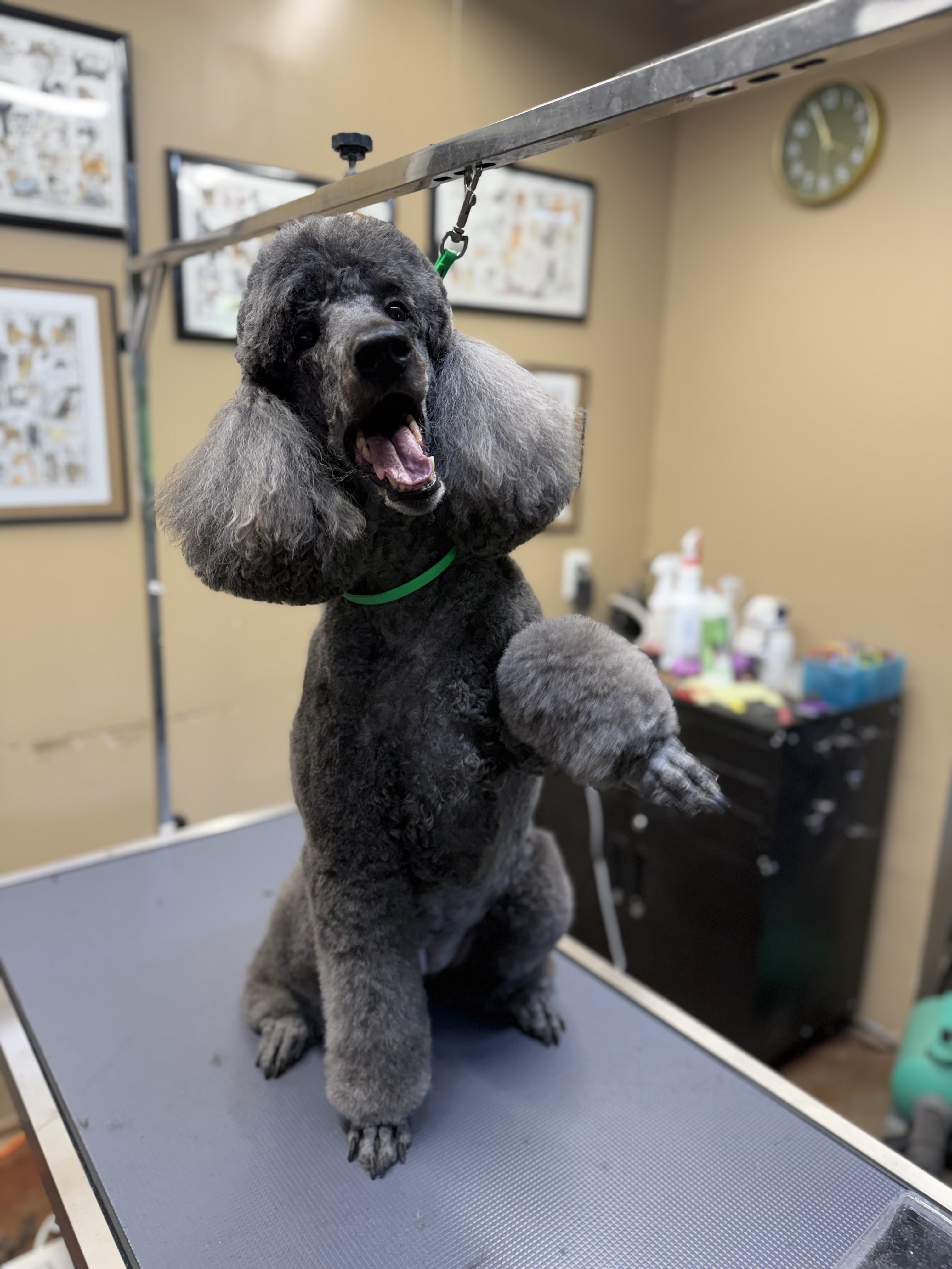 Spirit after a grooming appointment